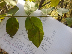 Zanthoxylum clava-herculis