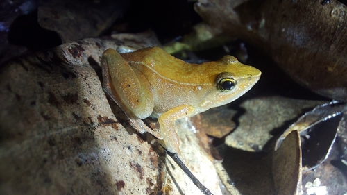 Kodayar Dancing Frog, Micrixalus kodayari