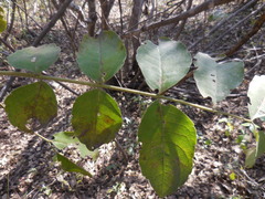 Zanthoxylum clava-herculis