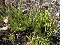 Dudleya viscida