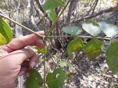 Zanthoxylum clava-herculis