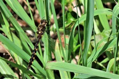 Procordulia grayi
