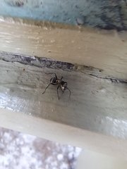 Polyrhachis daemeli