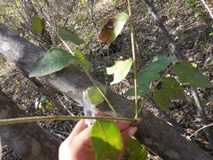 Zanthoxylum clava-herculis