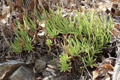 Dudleya viscida