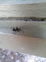 Polyrhachis daemeli