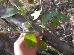 Zanthoxylum clava-herculis