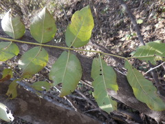 Zanthoxylum clava-herculis