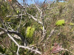 Melaleuca linearis acerosa