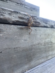 Ancistrocercus circumdatus