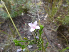 Cyanothamnus coerulescens