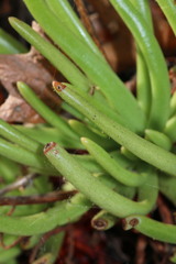 Dudleya viscida