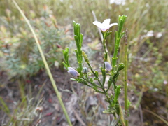 Cyanothamnus coerulescens