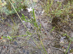 Cyanothamnus coerulescens