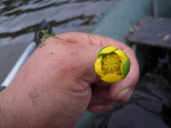 Nuphar pumila