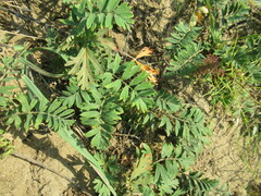 Sibbaldianthe bifurca