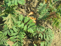 Sibbaldianthe bifurca