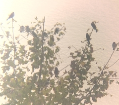 Pycnonotus sinensis sinensis