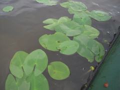 Nuphar pumila