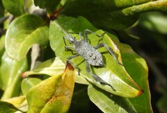 Leptoglossus zonatus