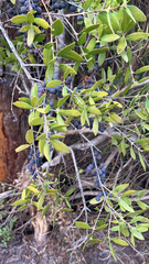 Ligustrum quihoui