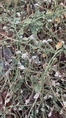 Heliotropium europaeum