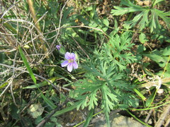 Erodium stephanianum
