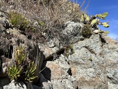 Dudleya viscida