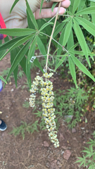 Vitex agnus-castus