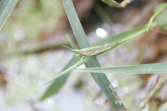 Atractomorpha sinensis