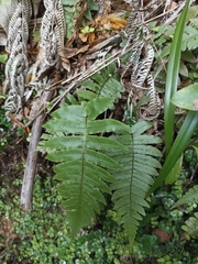 Cranfillia deltoides