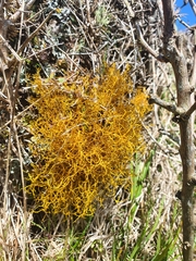Teloschistes flavicans