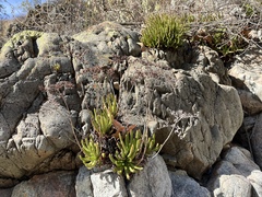 Dudleya viscida