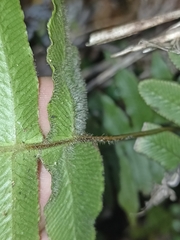 Cranfillia deltoides