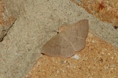 Cyclophora