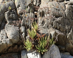 Dudleya viscida
