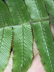 Cranfillia deltoides