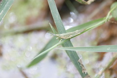 Atractomorpha sinensis