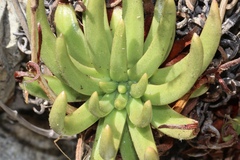 Dudleya viscida