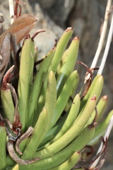 Dudleya viscida