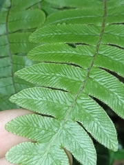 Cranfillia deltoides