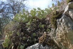 Dudleya viscida