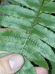 Cranfillia deltoides