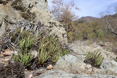 Dudleya viscida