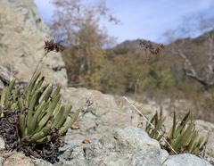 Dudleya viscida