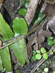 Cranfillia deltoides