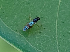 Clinohelea bimaculata