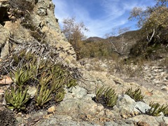 Dudleya viscida