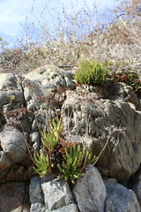 Dudleya viscida