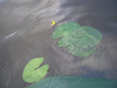 Nuphar pumila